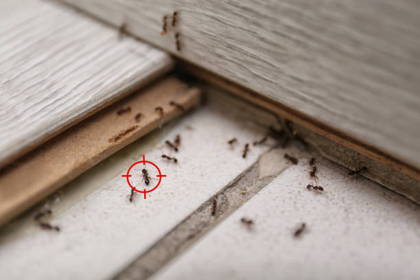 Best Emergency Pest Control  in Ironton, OH